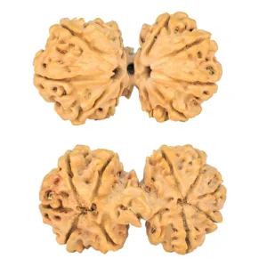 10 Mk Gaurishankar 37.8mm 6.71gm - Rudraksha