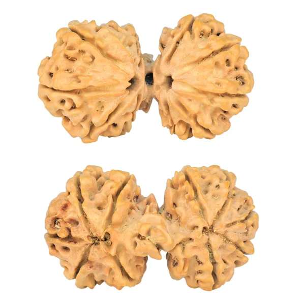 10 Mk Gaurishankar 37.8mm 6.71gm - Rudraksha
