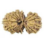 19 MK Gaurishankar 34.2mm 4.12gm - Rudraksha