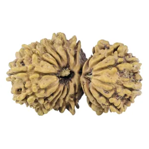 19 MK Gaurishankar 34.2mm 4.12gm - Rudraksha