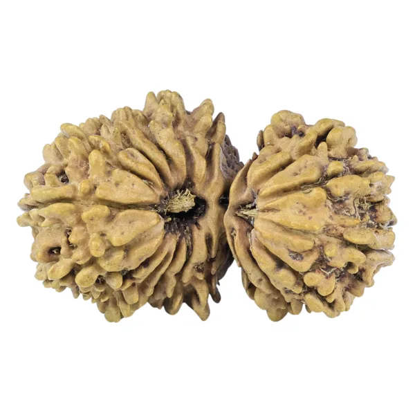 19 MK Gaurishankar 34.2mm 4.12gm - Rudraksha