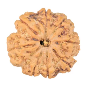 8 Mukhi Rudraksha 27.4mm 6.62gm - Rudraksha