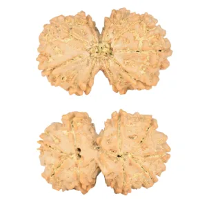 9 MK Gaurishankar 34.6mm 7.17gm - Rudraksha