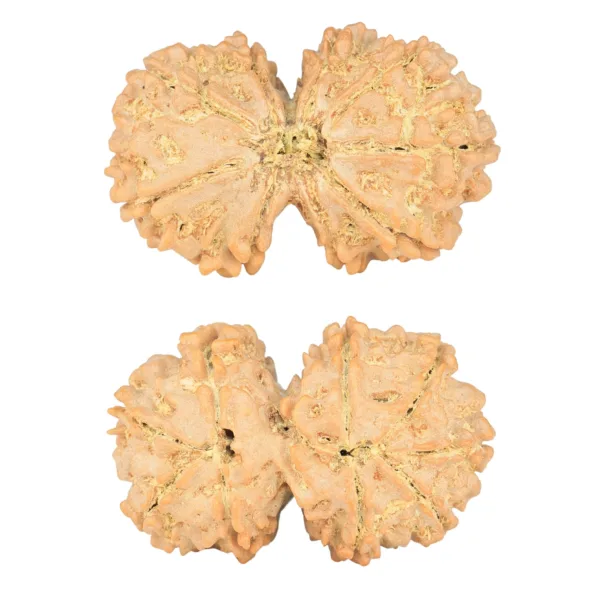 9 MK Gaurishankar 34.6mm 7.17gm - Rudraksha