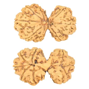 9 MK Gaurishankar 34.4mm 5.3gm - Rudraksha