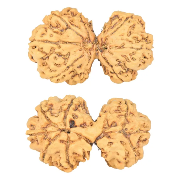 9 MK Gaurishankar 34.4mm 5.3gm - Rudraksha