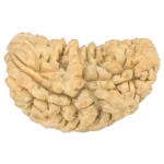 1 Mukhi Rudraksha 35.6mm 6.15gm - Rudraksha