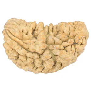 1 Mukhi Rudraksha 35.6mm 6.15gm - Rudraksha