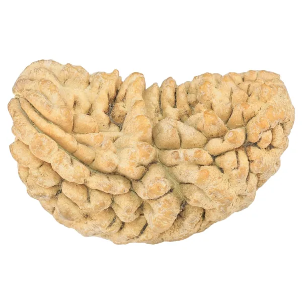 1 Mukhi Rudraksha 35.6mm 6.15gm - Rudraksha