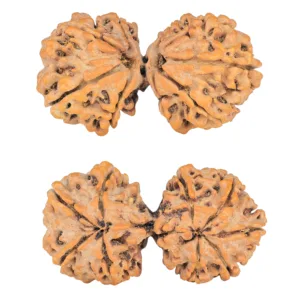 9 MK Gaurishankar 40.4mm 7.4gm - Rudraksha