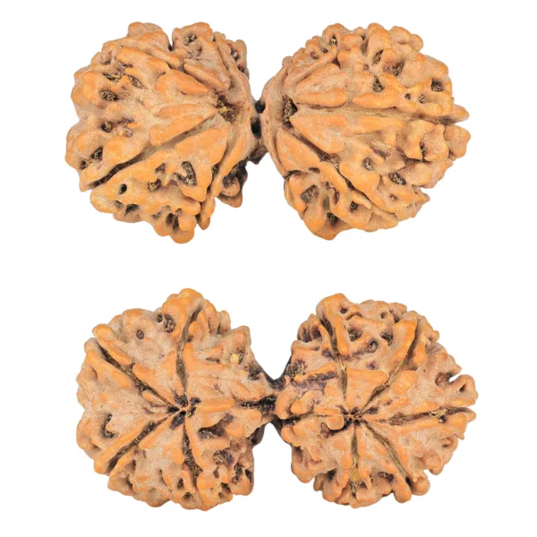 9 MK Gaurishankar 40.4mm 7.4gm - Rudraksha