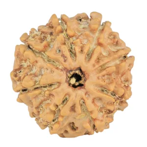 8 Mukhi Rudraksha 21.3mm 2.49gm - Rudraksha