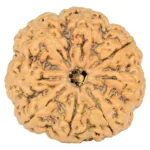 8 Mukhi Rudraksha 33.3mm 7.43gm - Rudraksha
