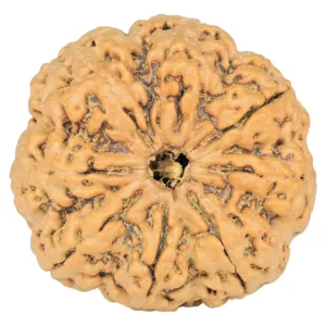 8 Mukhi Rudraksha 33.3mm 7.43gm - Rudraksha