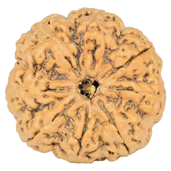 8 Mukhi Rudraksha 33.3mm 7.43gm - Rudraksha