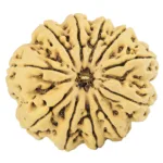 11 Mukhi Rudraksha 33.3mm 8.34gm - Rudraksha