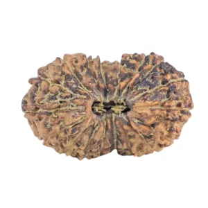 18 MK Gaurishankar 20.4mm 1.42gm - Rudraksha
