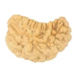 1 Mukhi Rudraksha 34.6mm 5gm - Origin: South India - Rudraksha