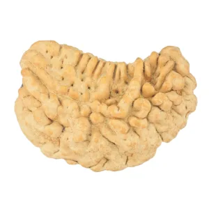 1 Mukhi Rudraksha 34.6mm 5gm - Origin: South India - Rudraksha