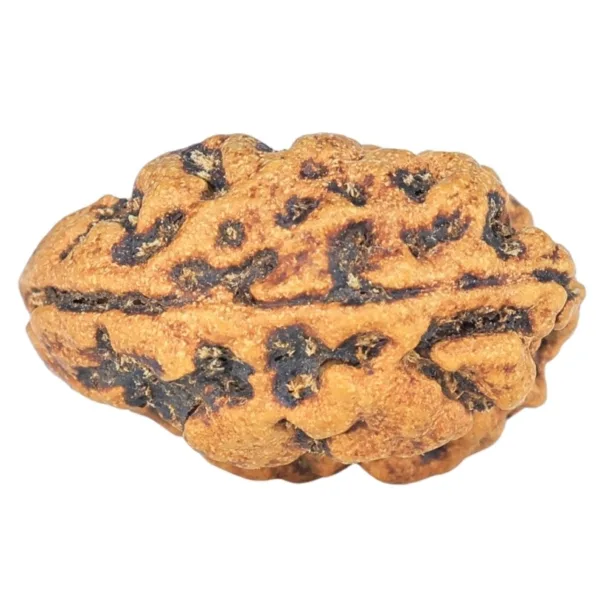 1 Mukhi Rudraksha 16.2mm 0.64gm - Rudraksha