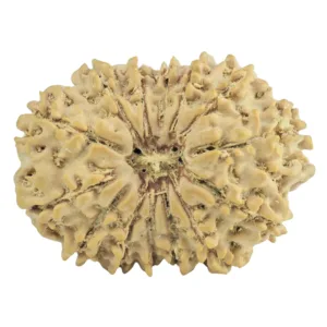 14 Mukhi Rudraksha 25.8mm 2.9gm - Rudraksha