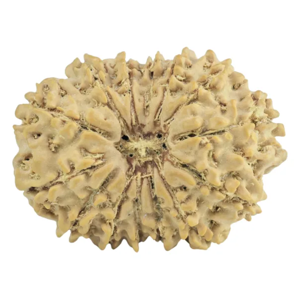 14 Mukhi Rudraksha 25.8mm 2.9gm - Rudraksha