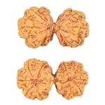 10 Mk Gaurishankar 40.5mm 7.85gm - Rudraksha