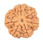 7 Mukhi Rudraksha 25.9mm 5.44gm - Rudraksha