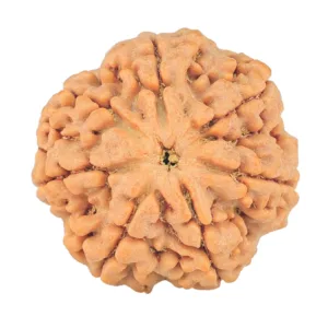 7 Mukhi Rudraksha 25.9mm 5.44gm - Rudraksha