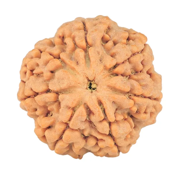 7 Mukhi Rudraksha 25.9mm 5.44gm - Rudraksha