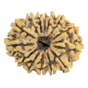 14 Mukhi Rudraksha 28.3mm 4.34gm - Rudraksha