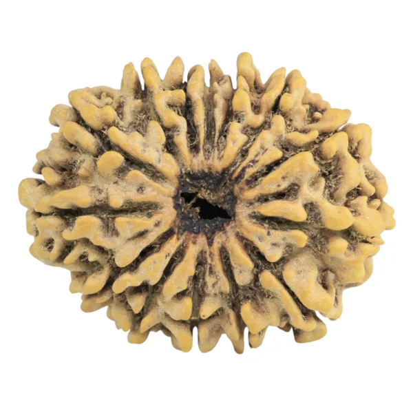 14 Mukhi Rudraksha 28.3mm 4.34gm - Rudraksha