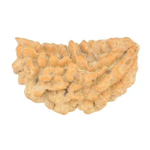 1 Mukhi Rudraksha 34.4mm 3.85gm - Rudraksha
