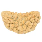 1 Mukhi Rudraksha 34.7mm 4.62gm - Rudraksha