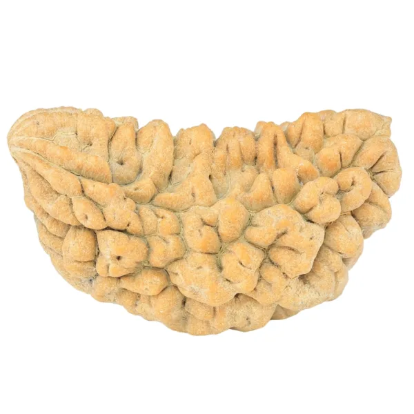 1 Mukhi Rudraksha 34.7mm 4.62gm - Rudraksha