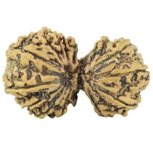 15 MK G.S & Ganesh 45.2mm 10.69gm - Rudraksha
