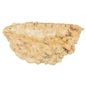 1 Mukhi Rudraksha 41.4mm 5gm - Rudraksha