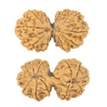 13 MK Gaurishankar 41.8mm 8.09gm - Rudraksha