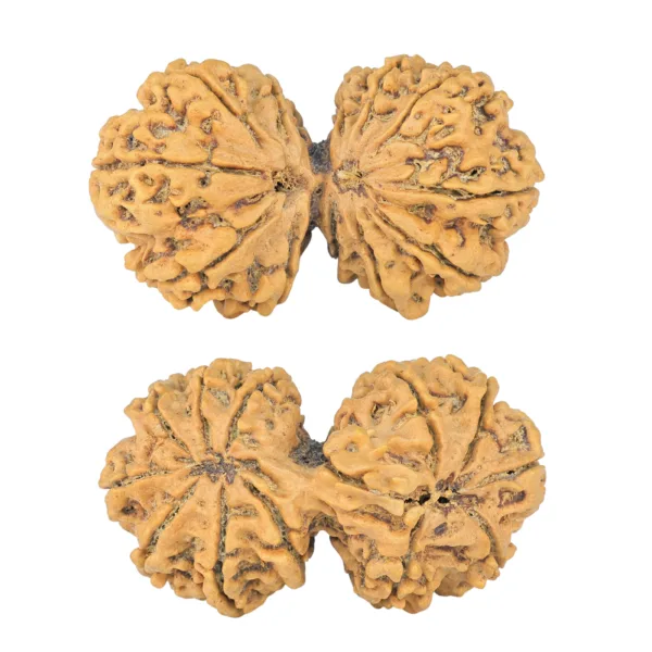 13 MK Gaurishankar 41.8mm 8.09gm - Rudraksha