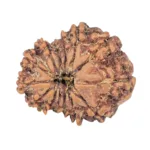 14 Mukhi Rudraksha 21.1mm 2.43gm - Rudraksha