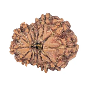 14 Mukhi Rudraksha 21.1mm 2.43gm - Rudraksha