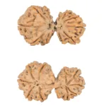 10 Mk Gaurishankar 40.1mm 8.13gm - Rudraksha