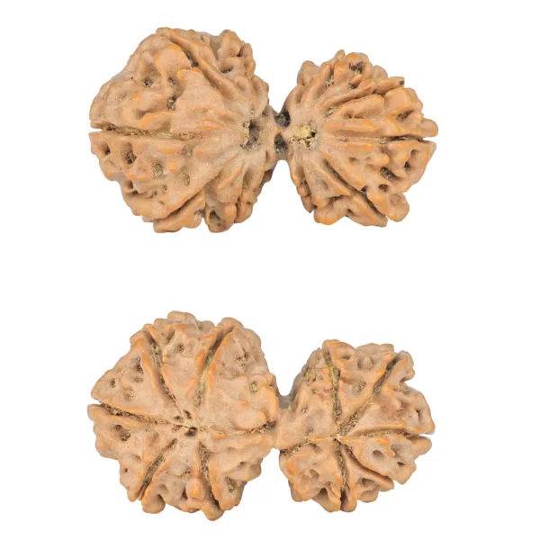 10 Mk Gaurishankar 40.1mm 8.13gm - Rudraksha