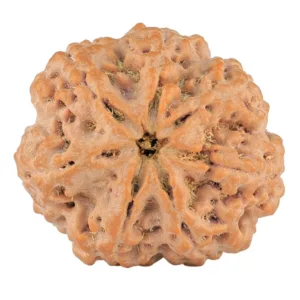 7 Mukhi Rudraksha 29.5mm 8.39gm - Rudraksha