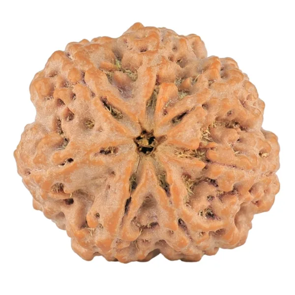 7 Mukhi Rudraksha 29.5mm 8.39gm - Rudraksha