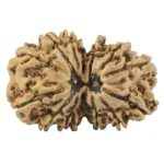14 Mukhi Gaurishankar 30.8mm 4.74gm - Rudraksha