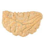 1 Mukhi Rudraksha 33.7mm 4.86gm - Rudraksha