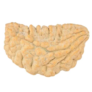 1 Mukhi Rudraksha 33.7mm 4.86gm - Rudraksha