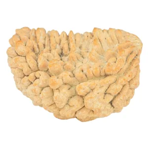1 Mukhi Rudraksha 32.9mm 5.79gm - Rudraksha