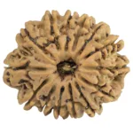 14 Mukhi Rudraksha 25.6mm 4.38gm - Rudraksha